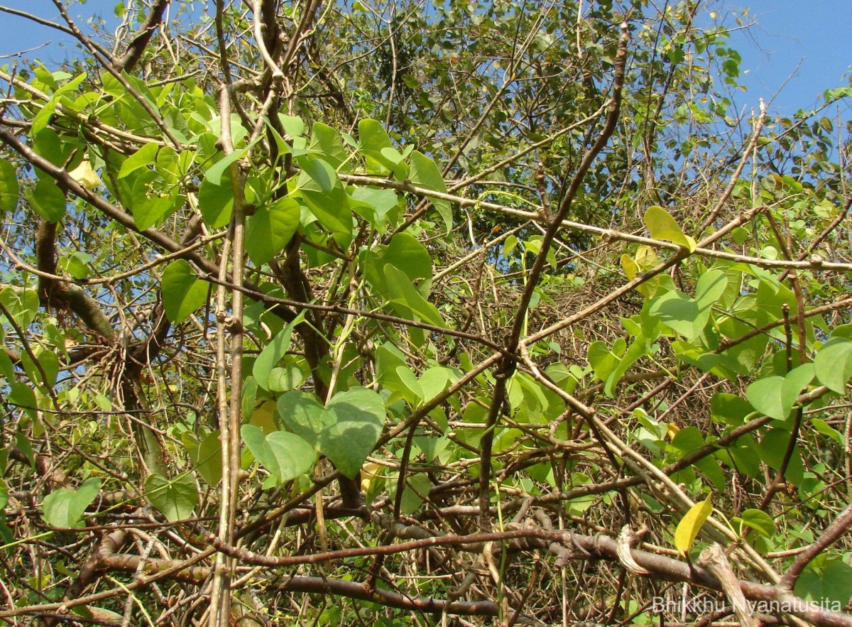 Tinospora cordifolia (Willd.) Hook.f. & Thomson